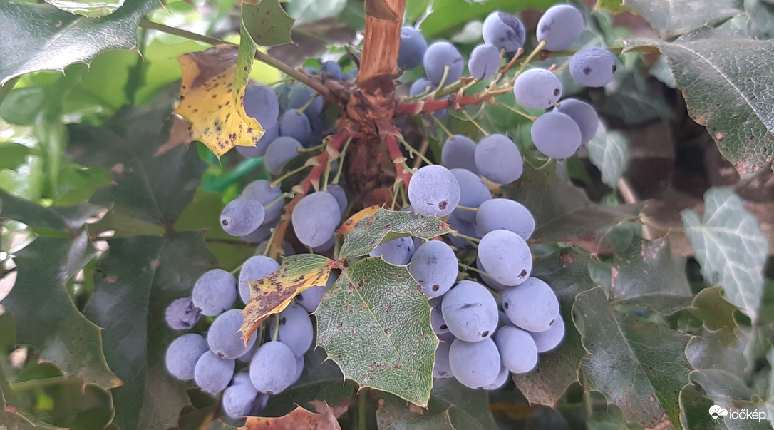 Mahónia termés