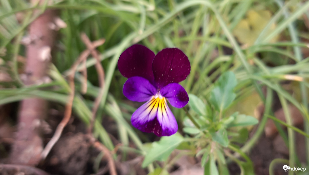 Karácsonyi árvácska