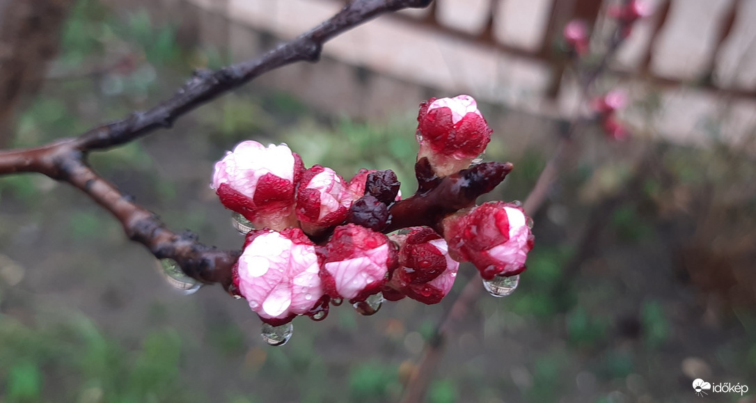 Tavaszvárás esőben
