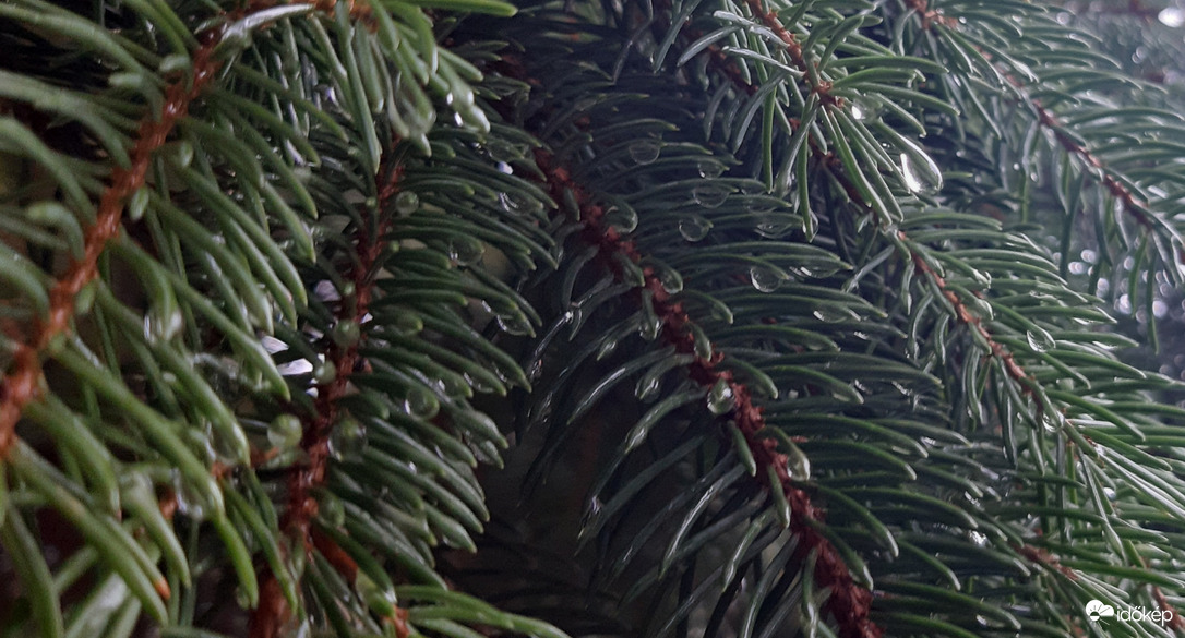 Esőcseppek a fenyőn
