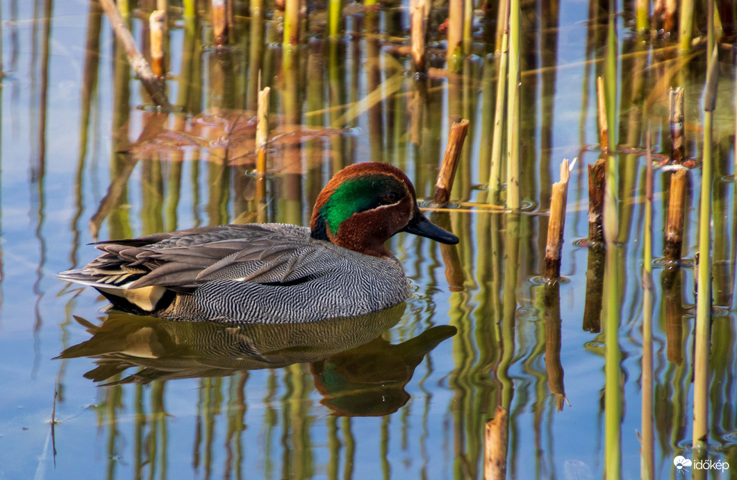 Csörgő Réce A Bányatóban