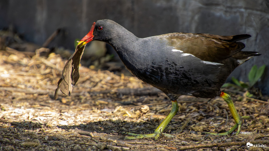 Szorgoskodó Fészekrakó