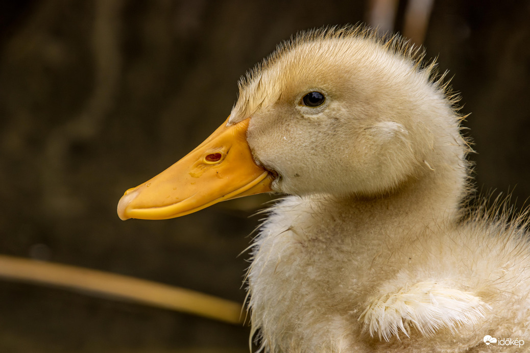 Pekingi Kacsa növendék