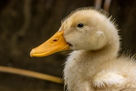 Pekingi Kacsa növendék