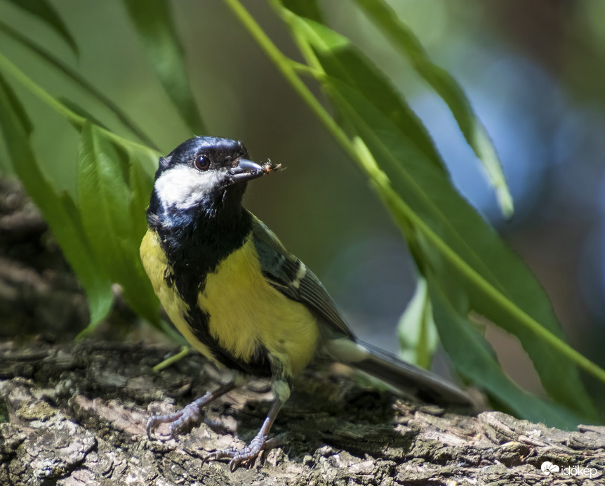 Cinege A Desszerttel