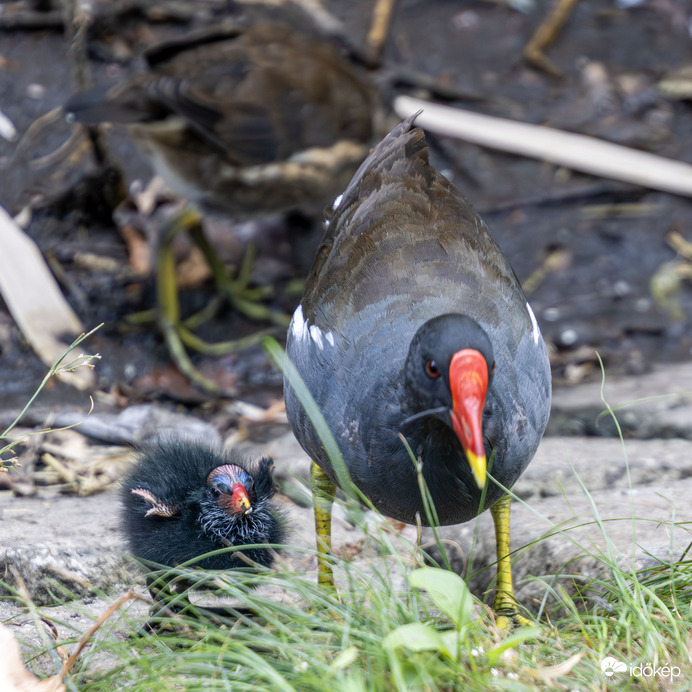 Vízityúk a fiókájával