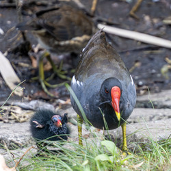 Vízityúk a fiókájával