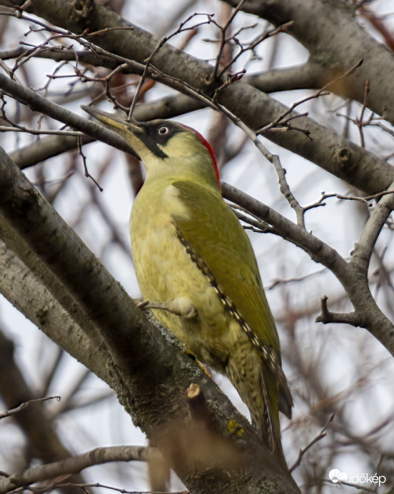 Az Év Madara - Zöld Küllő