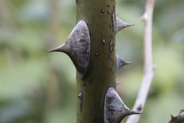Nincsen rózsa tövis nélkül