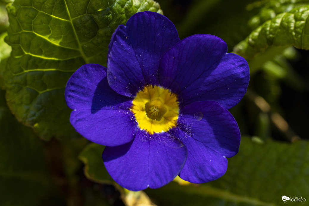 Virágporos időszak