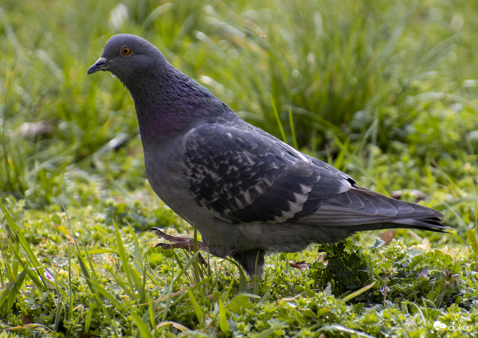 Kis lépés a galambnak