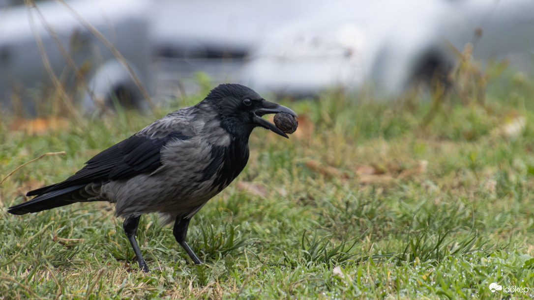 Megvan a mai betevő