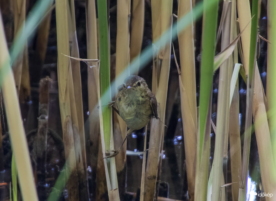Cserregő Nádiposzáta
