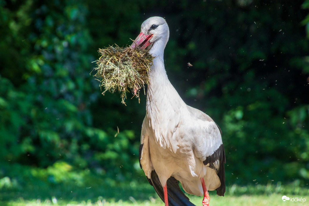 Megvan a Fészeknekvaló!