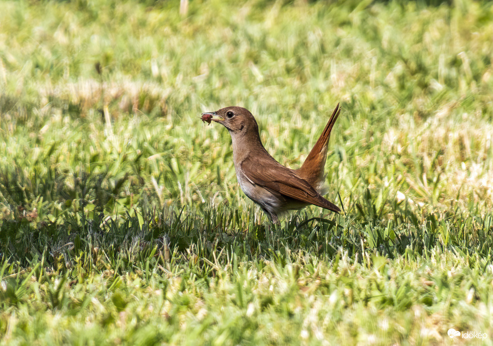 Fülemüle ül a Fűbe'