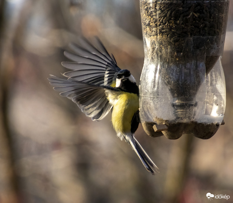 Megvan a mag, megyek is.