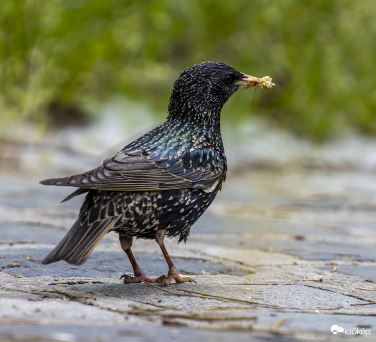 Seregély élelemgyűjtő körúton