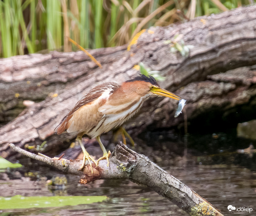 Törpegém az Ebédjével