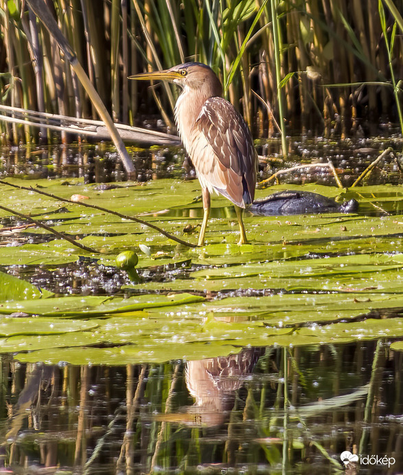 Törpegém várakozik