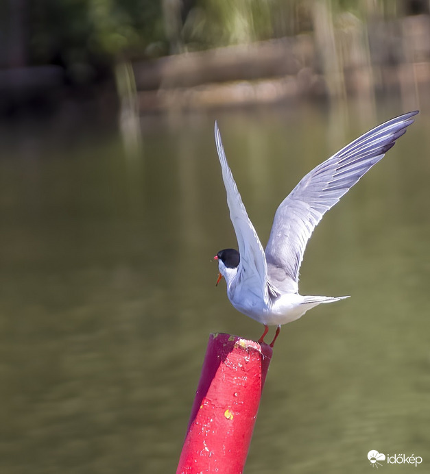 Álljál meg ha mondom!