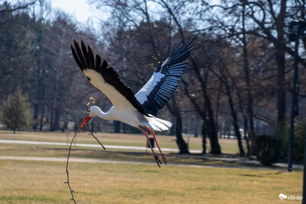Gólya viszi a fészeknek valót a Margitszigeten