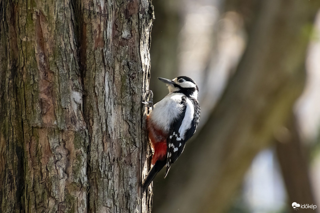 Jóllakott Fakopáncs