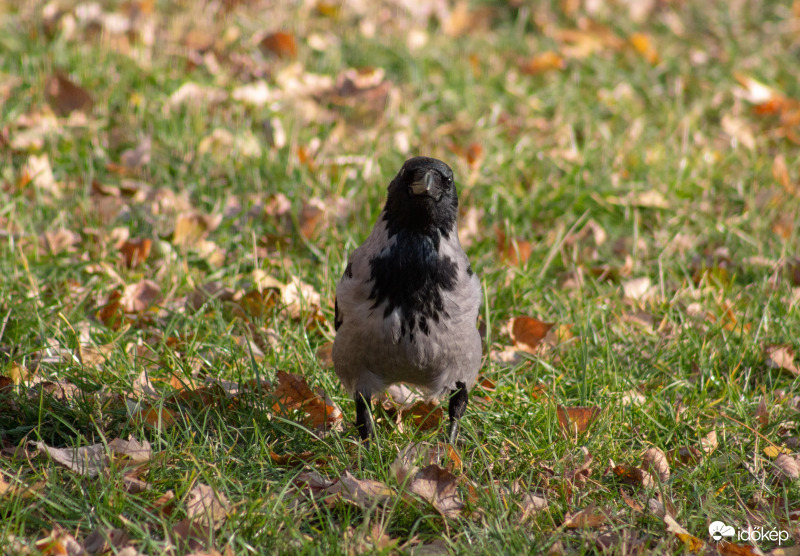 Nézz a kamerába! Úgy ni!