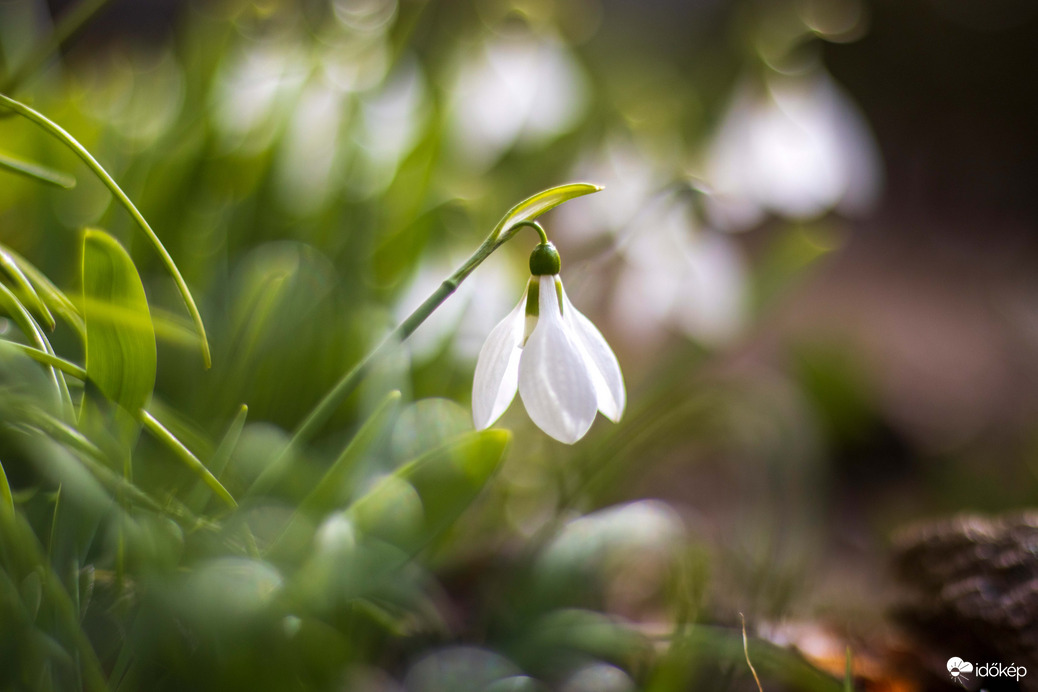 Hóvirágos Bokeh