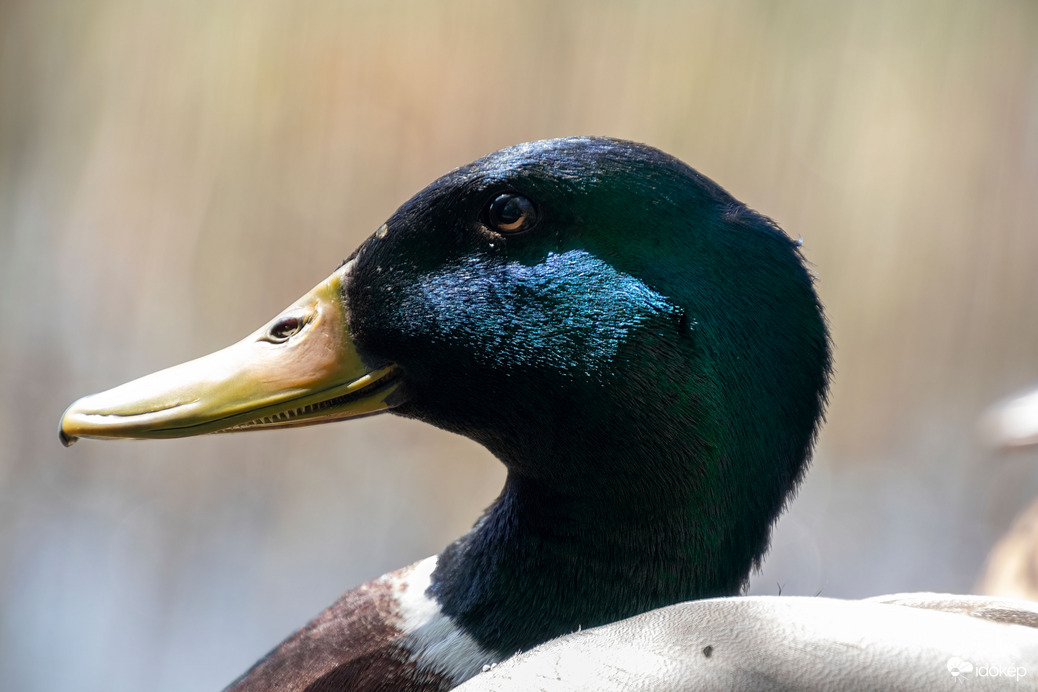 Közeli Réceportré