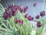 Fekete tulipánok