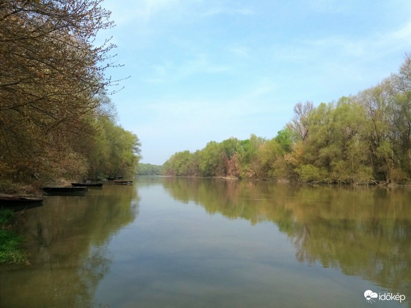 Zöldellő vízparti fák