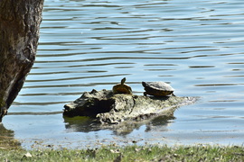 Természet lágy ölén
