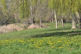 Szalki sziget Dunaújváros