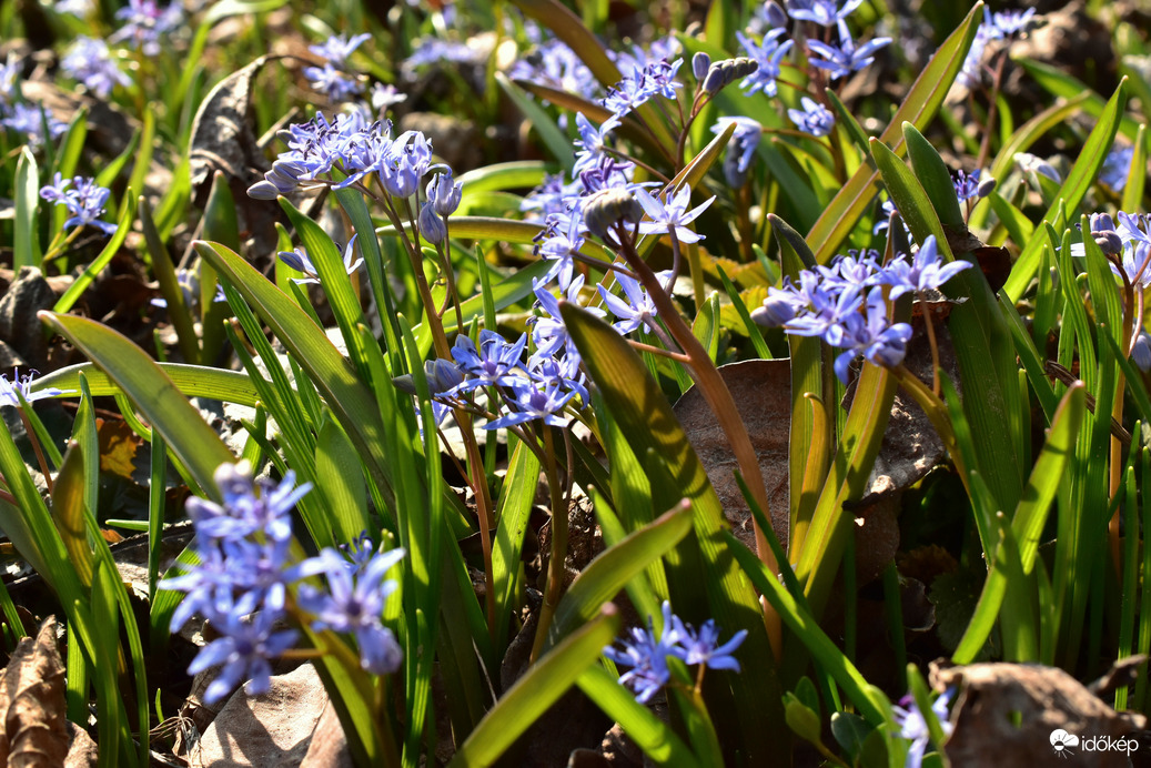 Ligeti csillagvirág