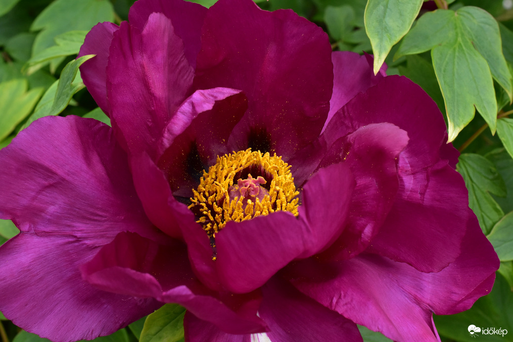 Fás bazsarózsa virága