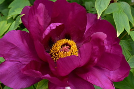 Fás bazsarózsa virága