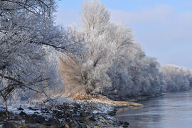 Zúzmarás Duna parti fák
