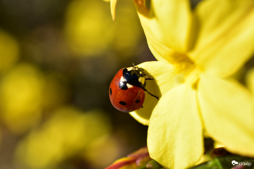 Katicák is szeretik a napsütést