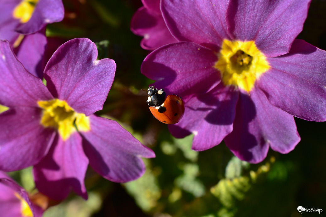 Katicák is szeretik a napsütést