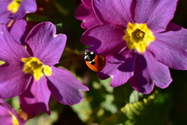 Katicák is szeretik a napsütést
