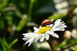 Katicák is szeretik a napsütést