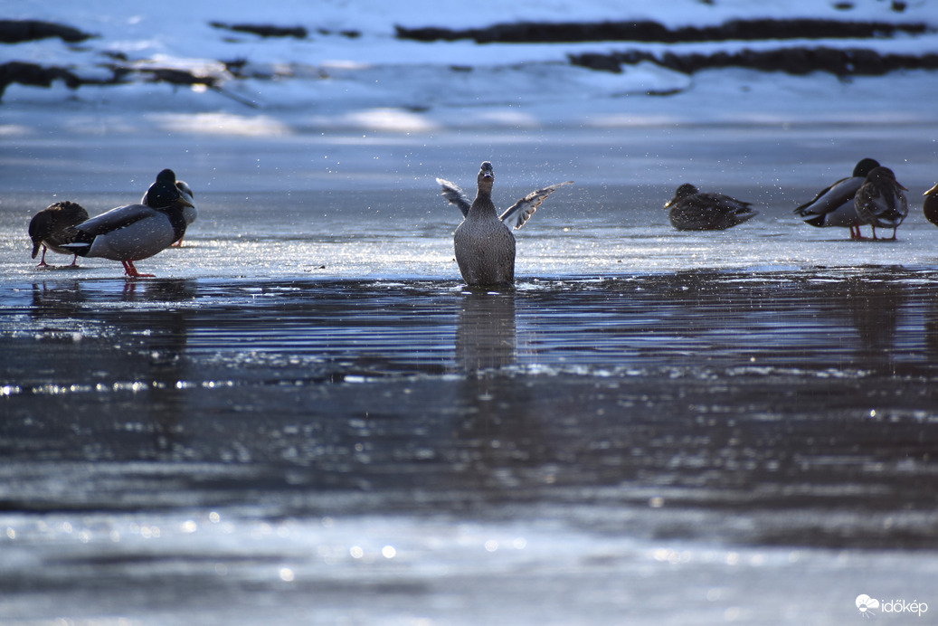Vadkcsák is élvezték a mai szép időt