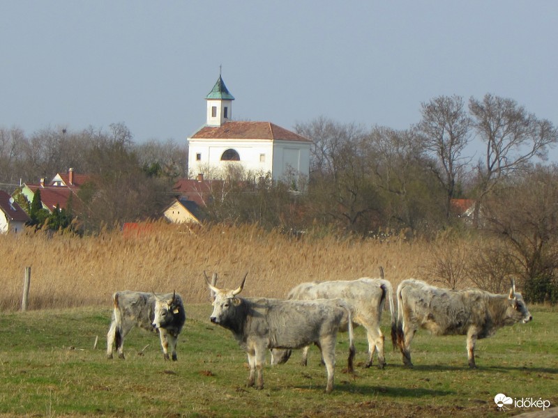 Legelésző szürkemarhák