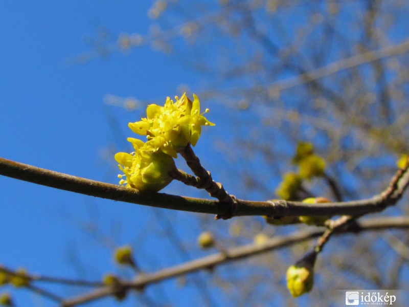 Szirmait bontogatja a húsos som