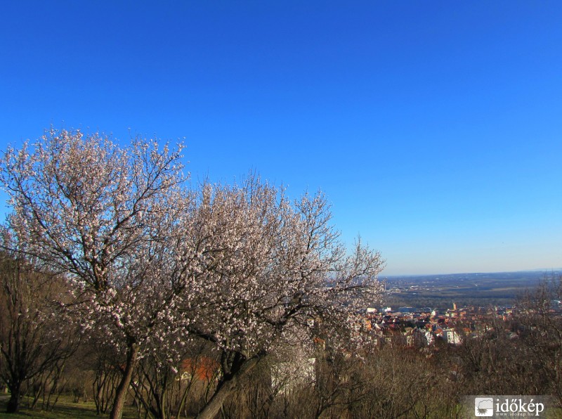 Pécs, virágzó mandulafa