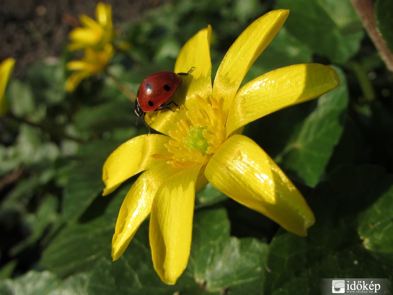 Gyönyörű időnk van, már a katicák is napoznak.
