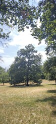 Tihany