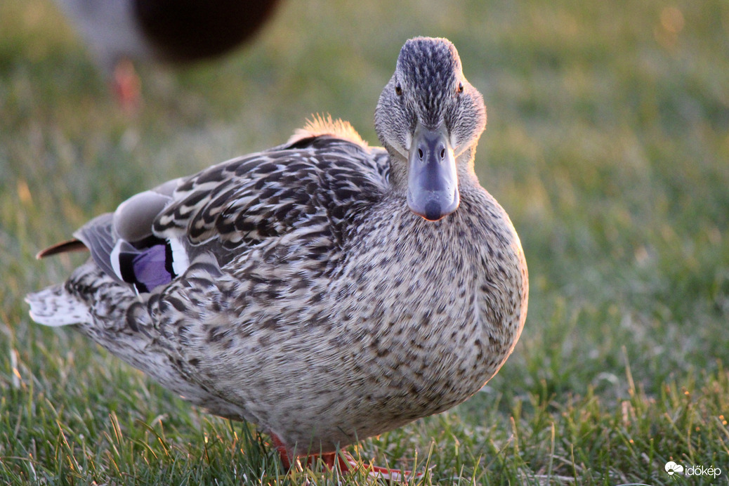 Siófoki tőkés réce