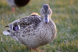 Siófoki tőkés réce