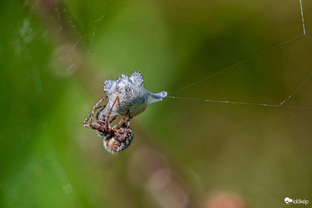 Keresztespók zsákmányával.